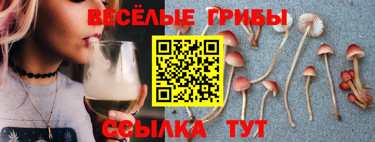 Галлюциногенные грибы Psilocybe Топки